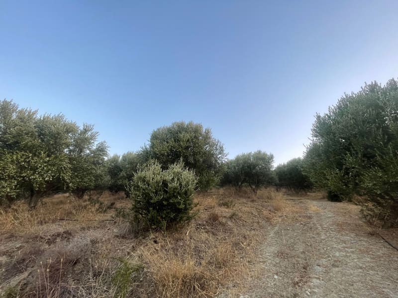 Το αγροτεμάχιο με ξερή βλάστηση και διάσπαρτα δέντρα