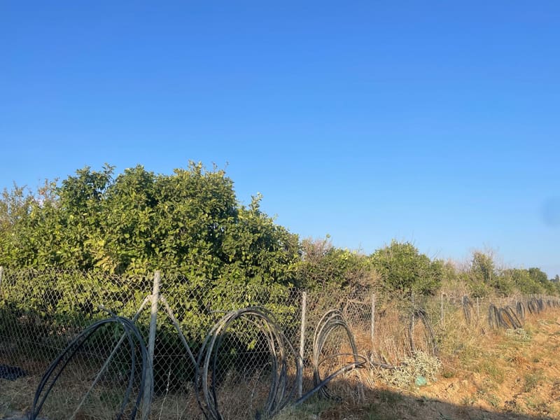 Το αγροτεμάχιο με σωλήνες άρδευσης